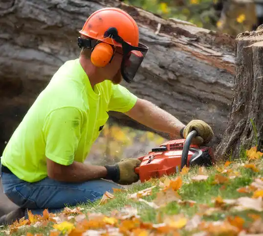 tree services Edith Endave